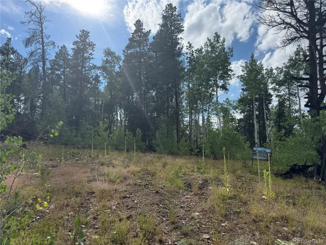 a view of a forest with trees in the background