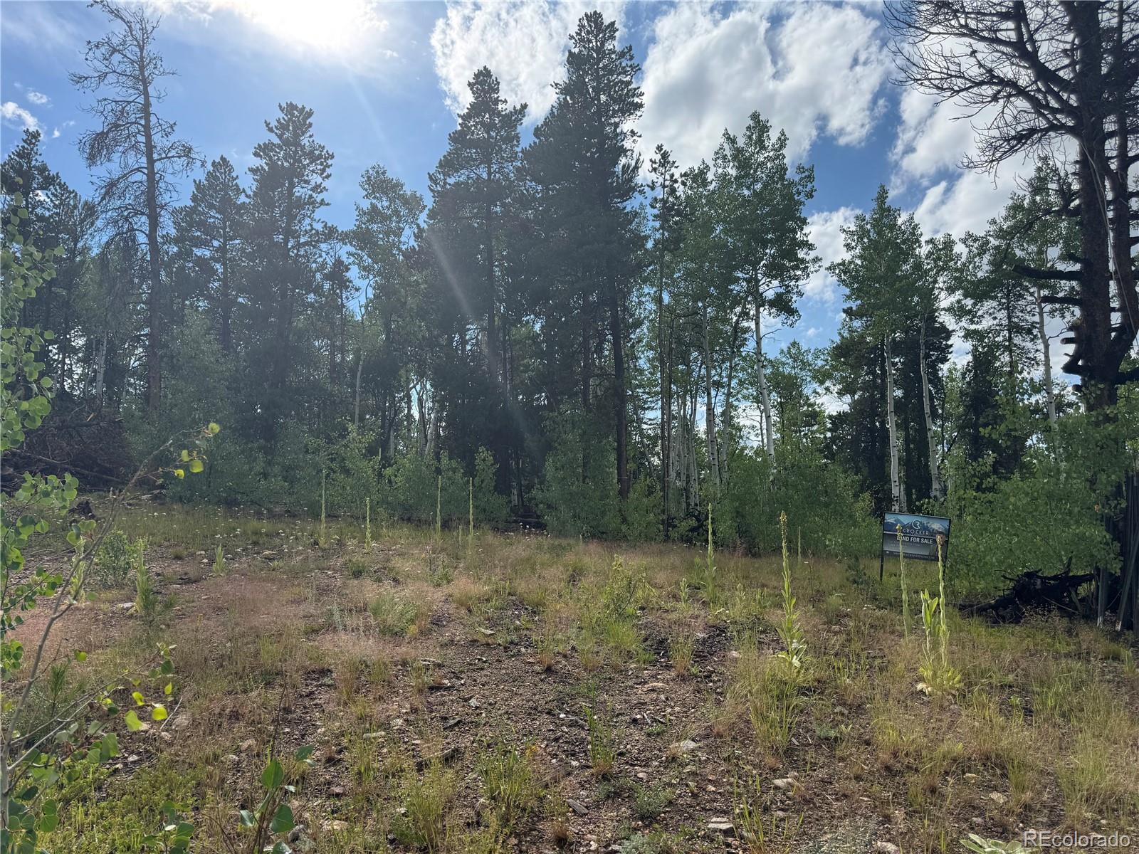 1 Church Placer Road Central City, CO 80427 - Photo 4 of 11 a view of a forest with trees in the background