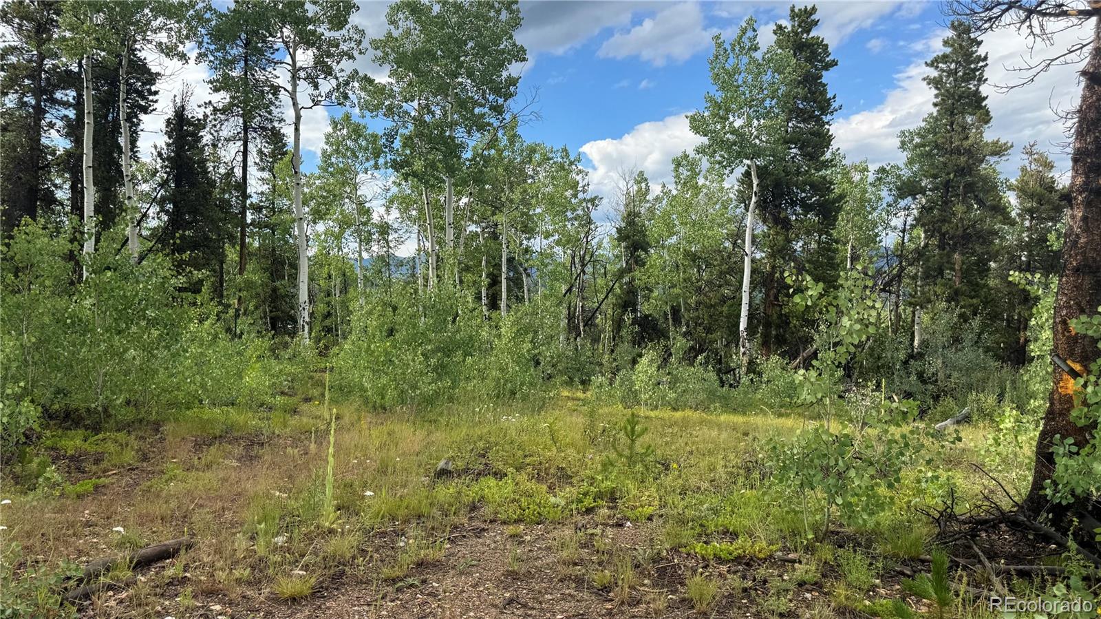 1 Church Placer Road Central City, CO 80427 - Photo 6 of 11 a view of a lush green forest