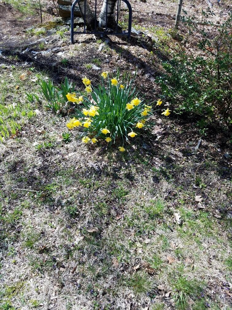 693 Goding Road Acton, ME 04001 - Photo 36 of 47 20200509_142811_resized