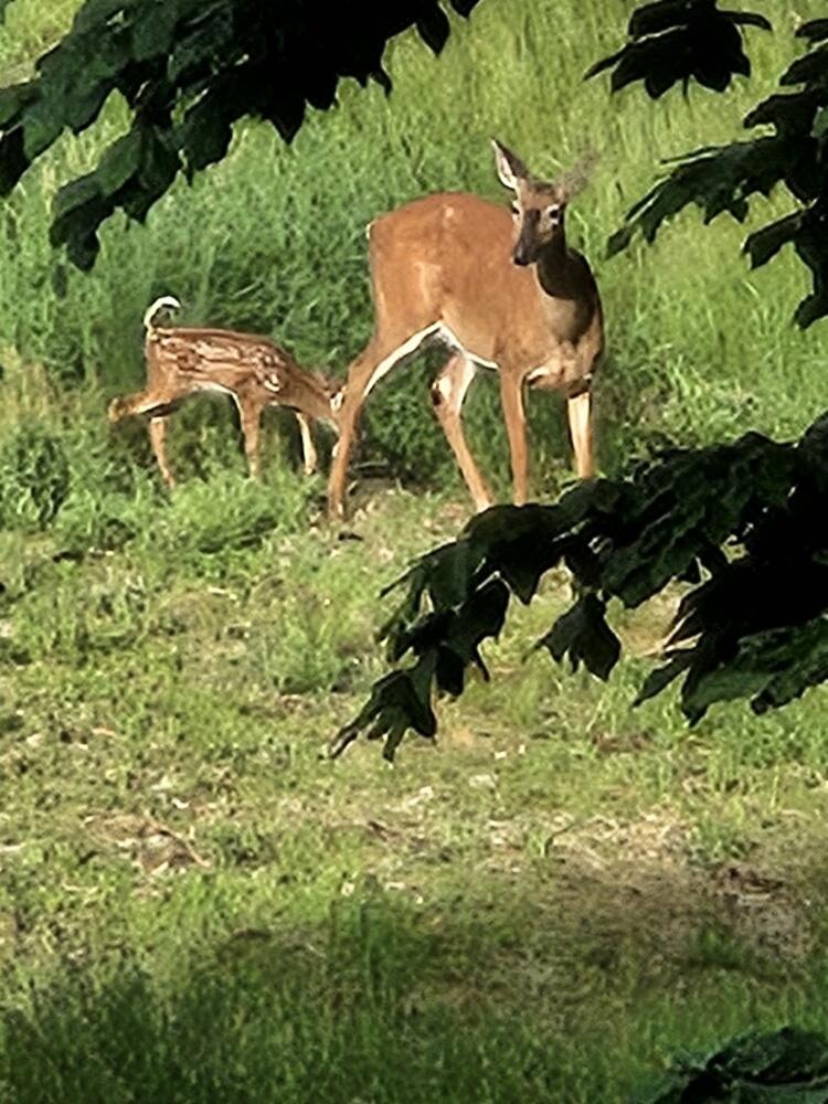 693 Goding Road Acton, ME 04001 - Photo 38 of 47 20240613_174844_resized_1