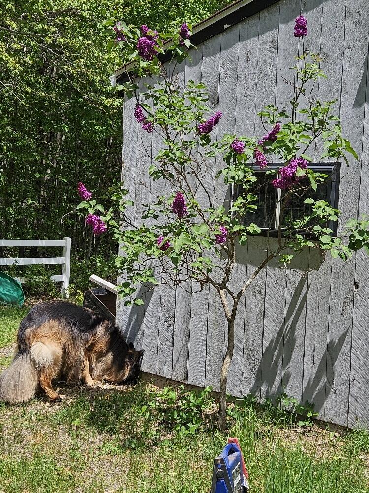 693 Goding Road Acton, ME 04001 - Photo 41 of 47 20250526_132604_resized