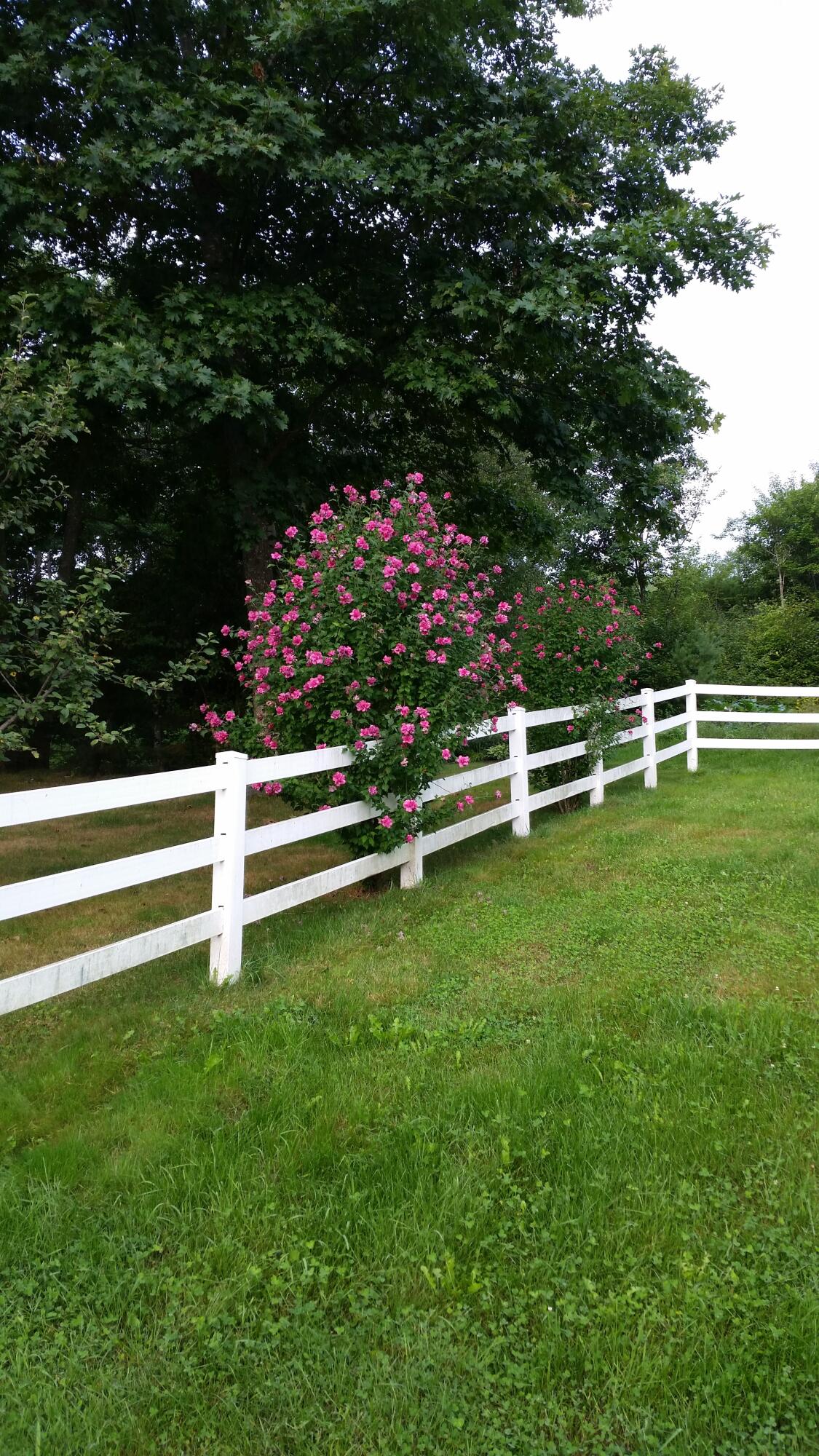 693 Goding Road Acton, ME 04001 - Photo 43 of 47 housephoto2