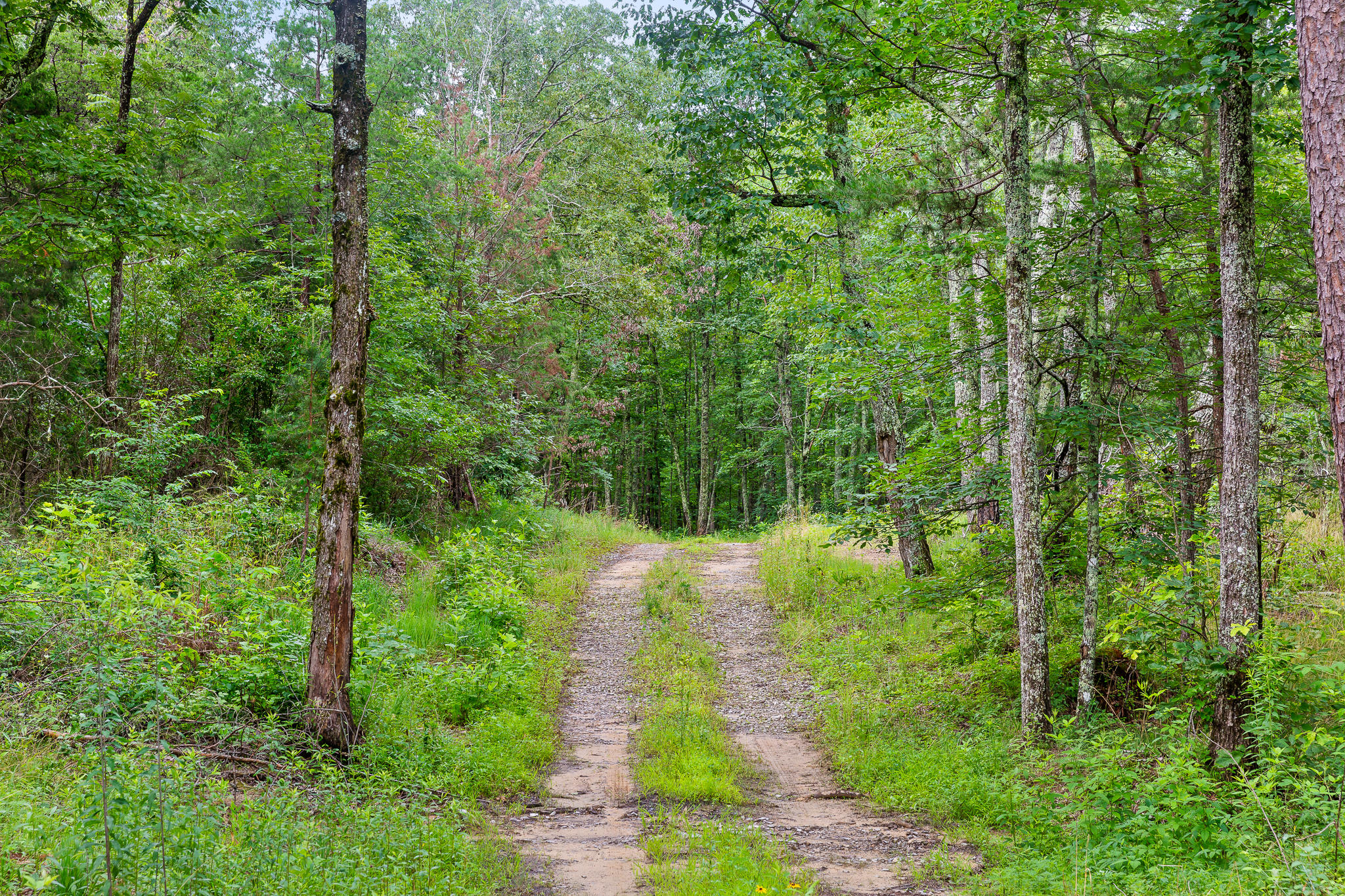 2468 Brow Road Trenton, GA 30752 - Photo 20 of 39 Brow Acreage For Sale