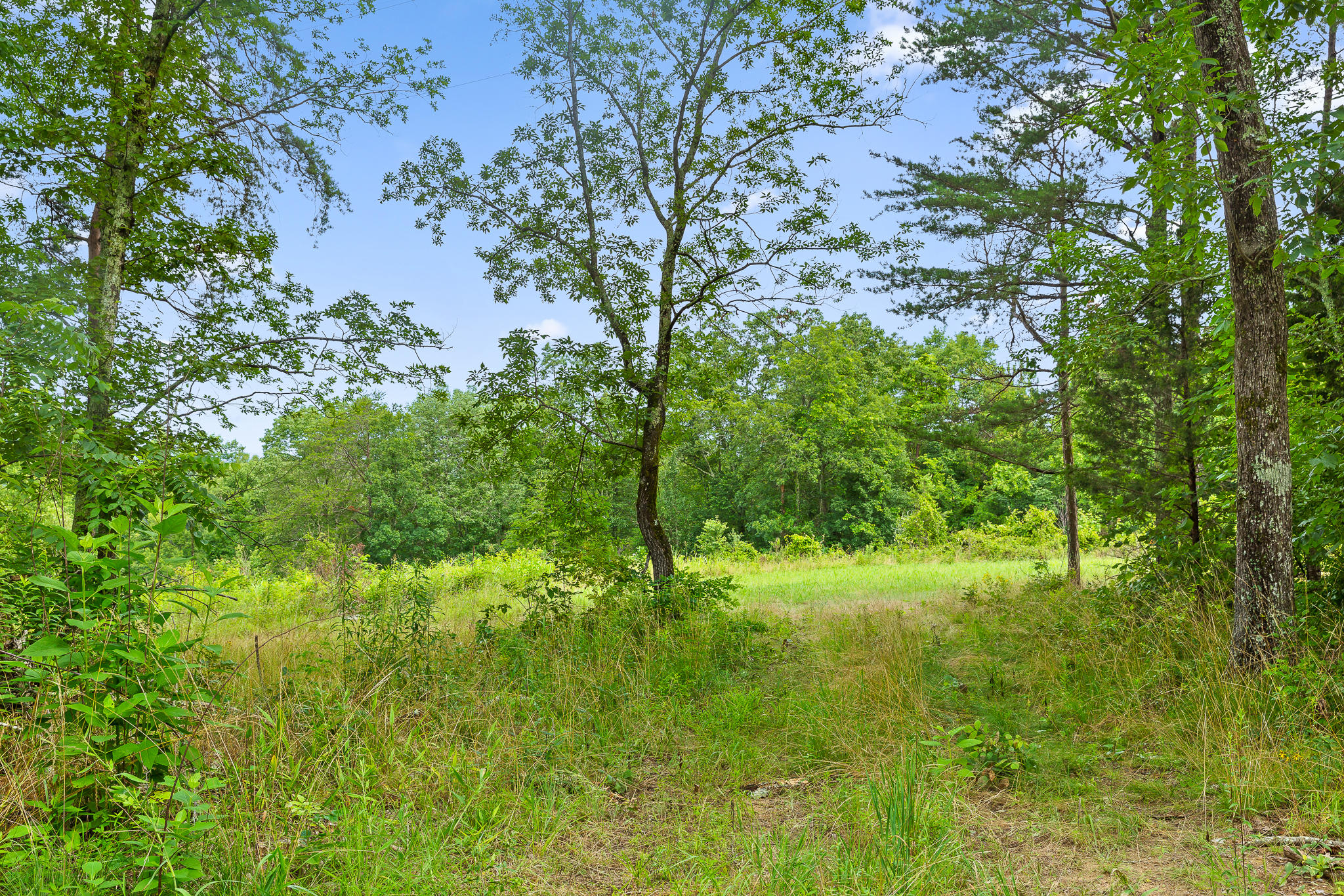2468 Brow Road Trenton, GA 30752 - Photo 21 of 39 Brow Acreage For Sale