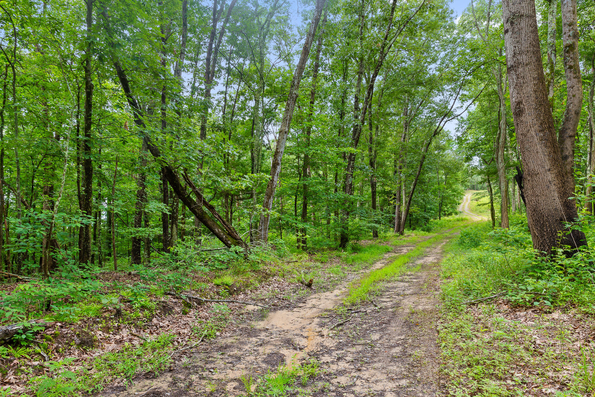 2468 Brow Road Trenton, GA 30752 - Photo 22 of 39 Brow Acreage For Sale