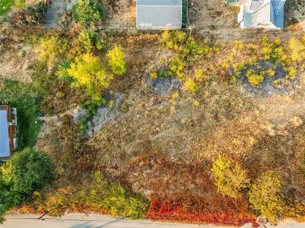 a close up of a tree