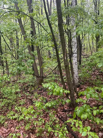 $16,400 | Tbd Flinstone Drive, Cushing, MN 56443