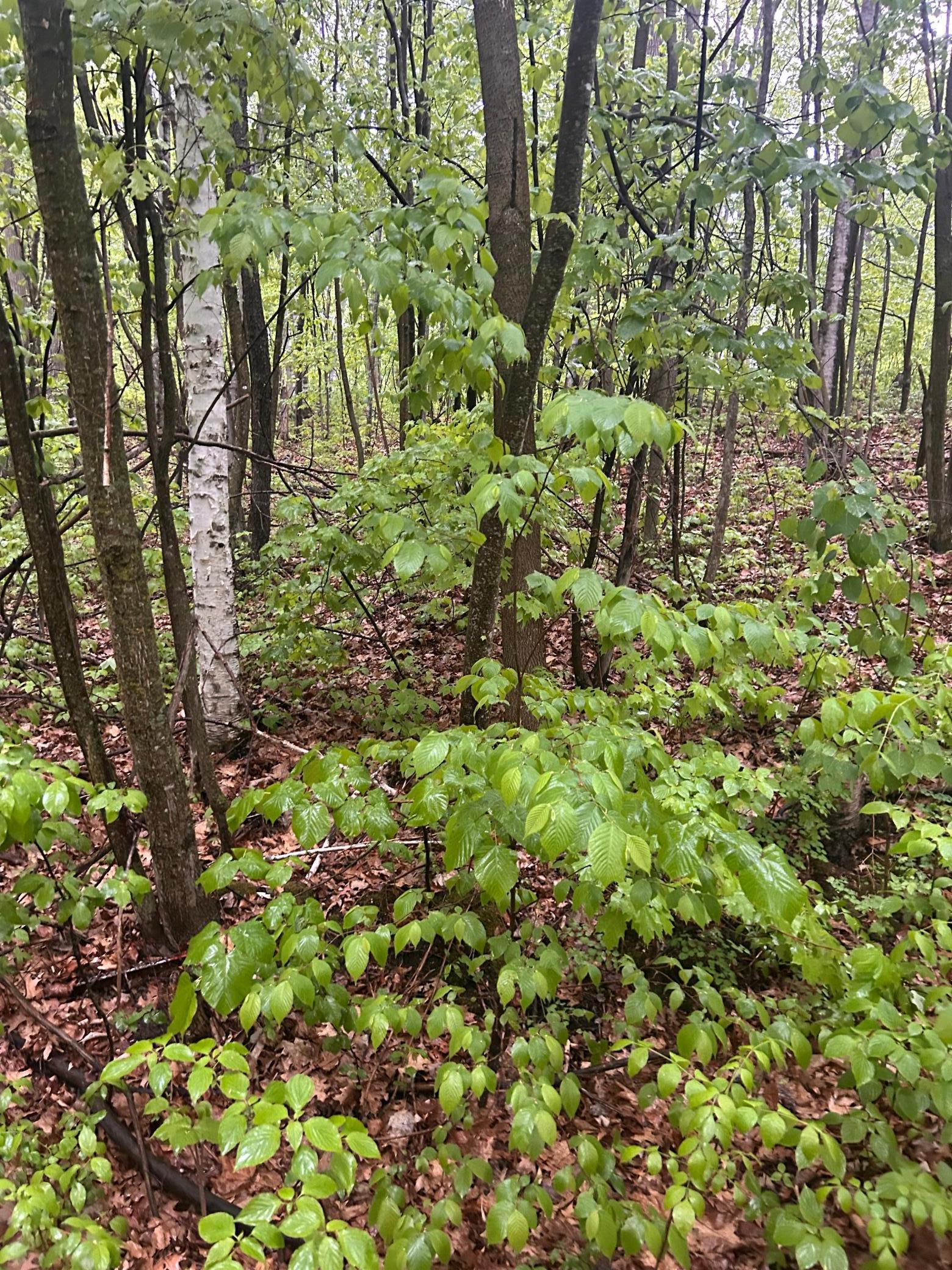 Tbd Flinstone Drive Cushing, MN 56443 - Photo 2 of 4