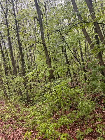 $16,400 | Tbd Flinstone Drive, Cushing, MN 56443