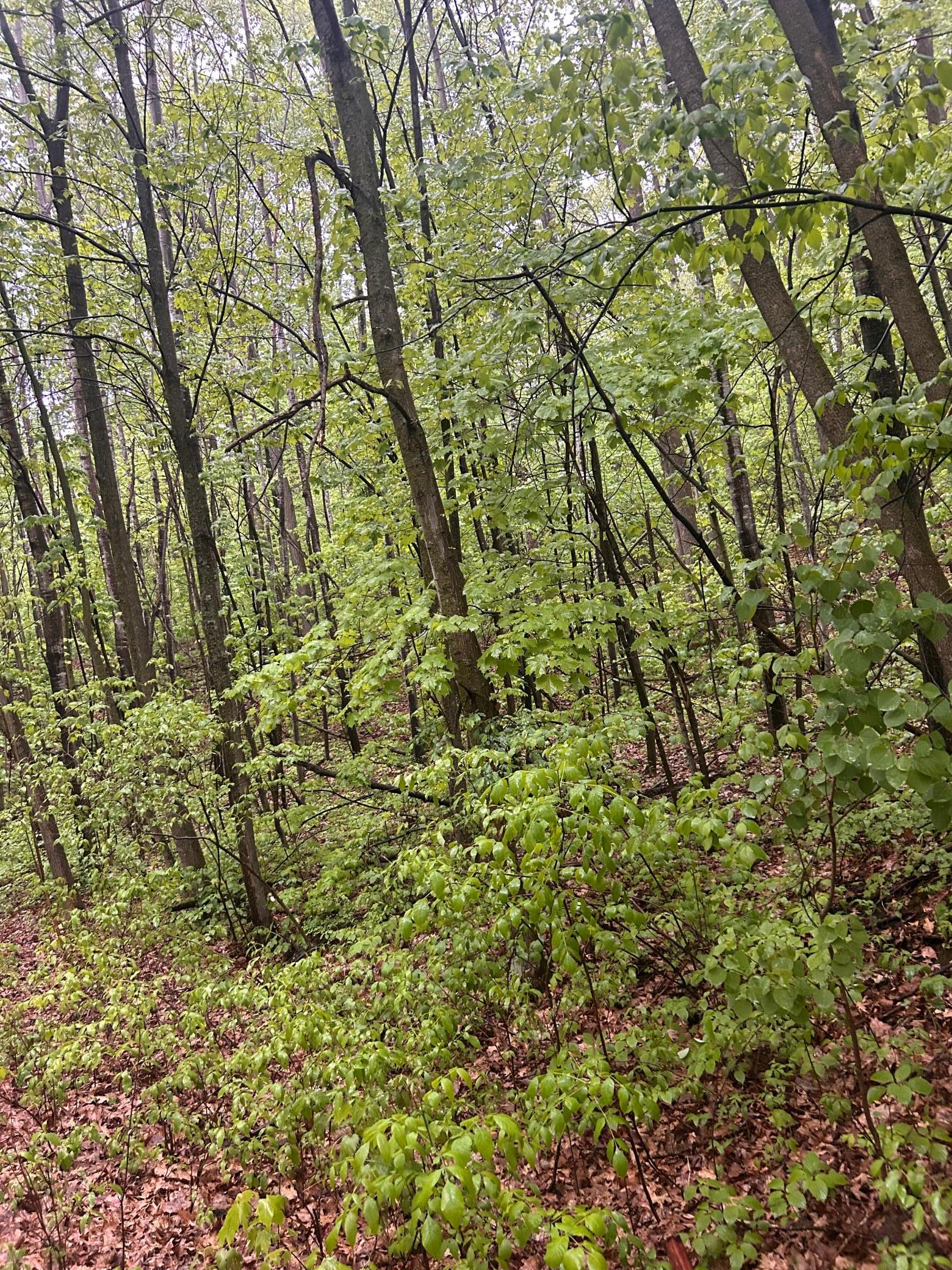 Tbd Flinstone Drive Cushing, MN 56443 - Photo 3 of 4