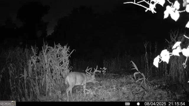 $382,734 | 3625 Sylvester Highway, Albany, GA 31705