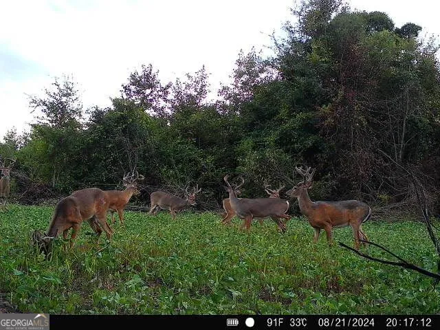 $382,734 | 3625 Sylvester Highway, Albany, GA 31705