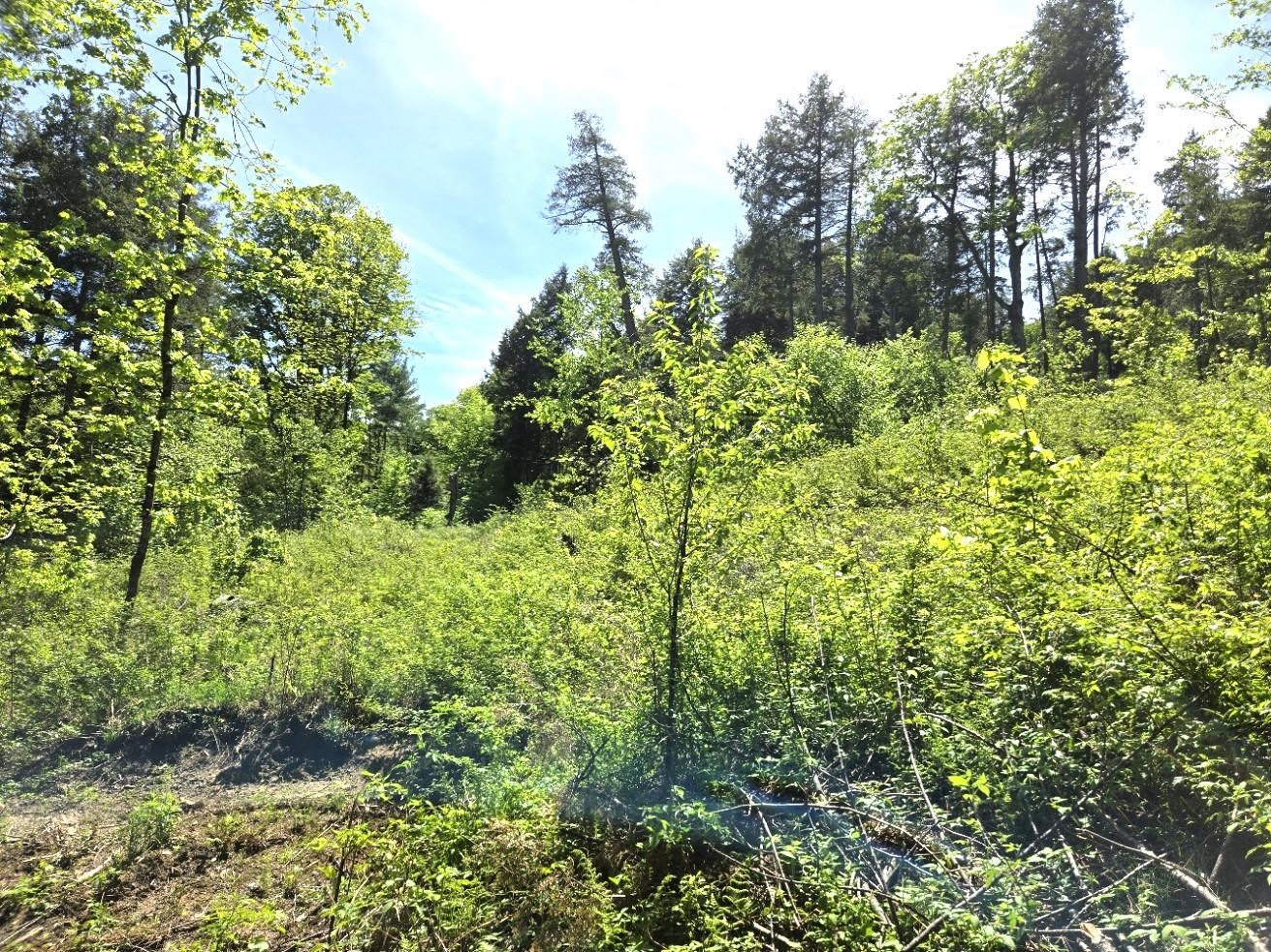 0 Vt Route, Unit LOT 2 Bethel, VT 05032 - Photo 7 of 11