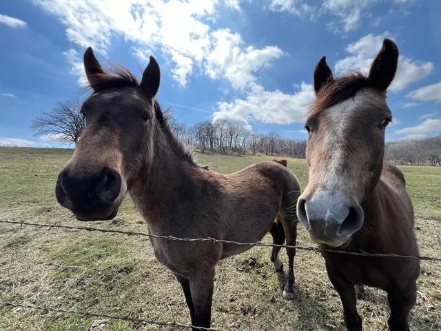 $15,000 | 226 Fox Court, Apple River, IL 61001