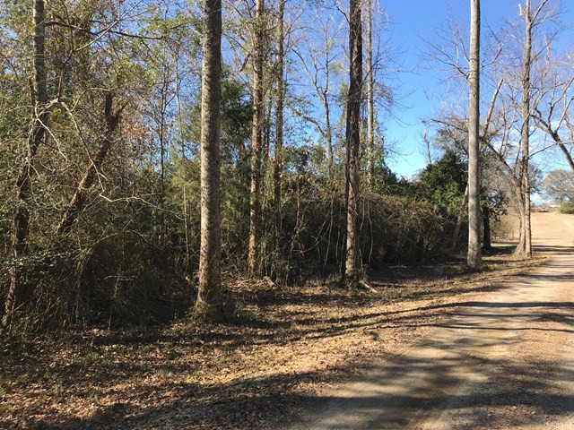Lot 1 Holiness Church Road Wagener, SC 29164 - Photo 4 of 22