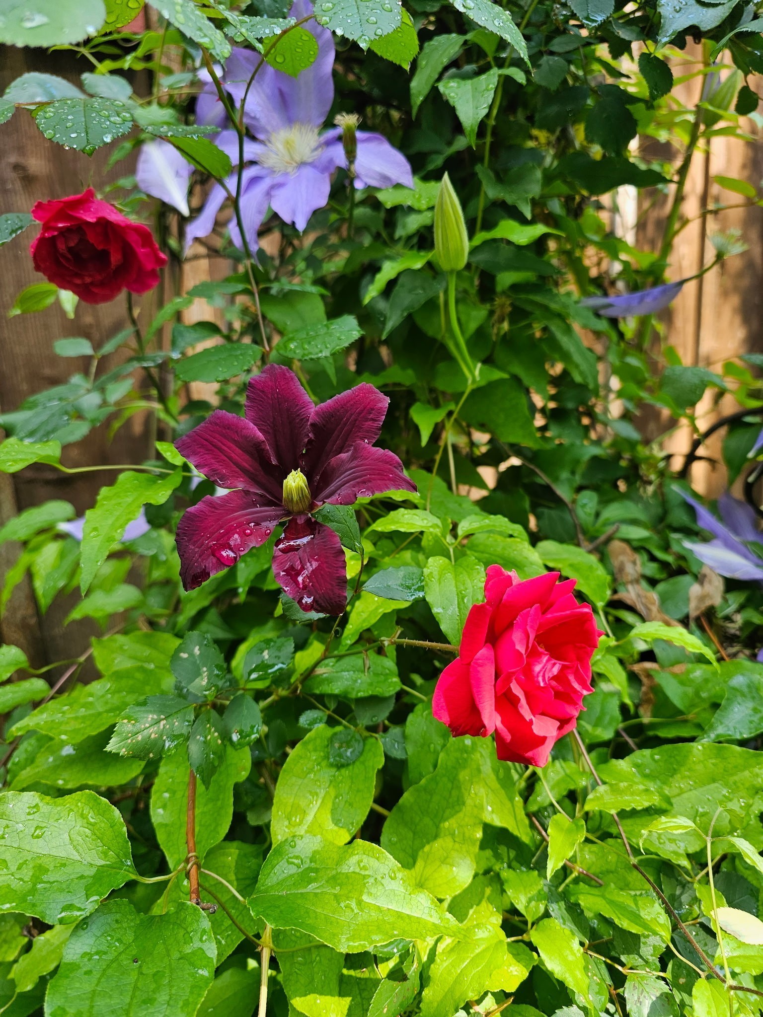 954 Belmont Road Manchester, TN 37355 - Photo 39 of 42 a view of a flower