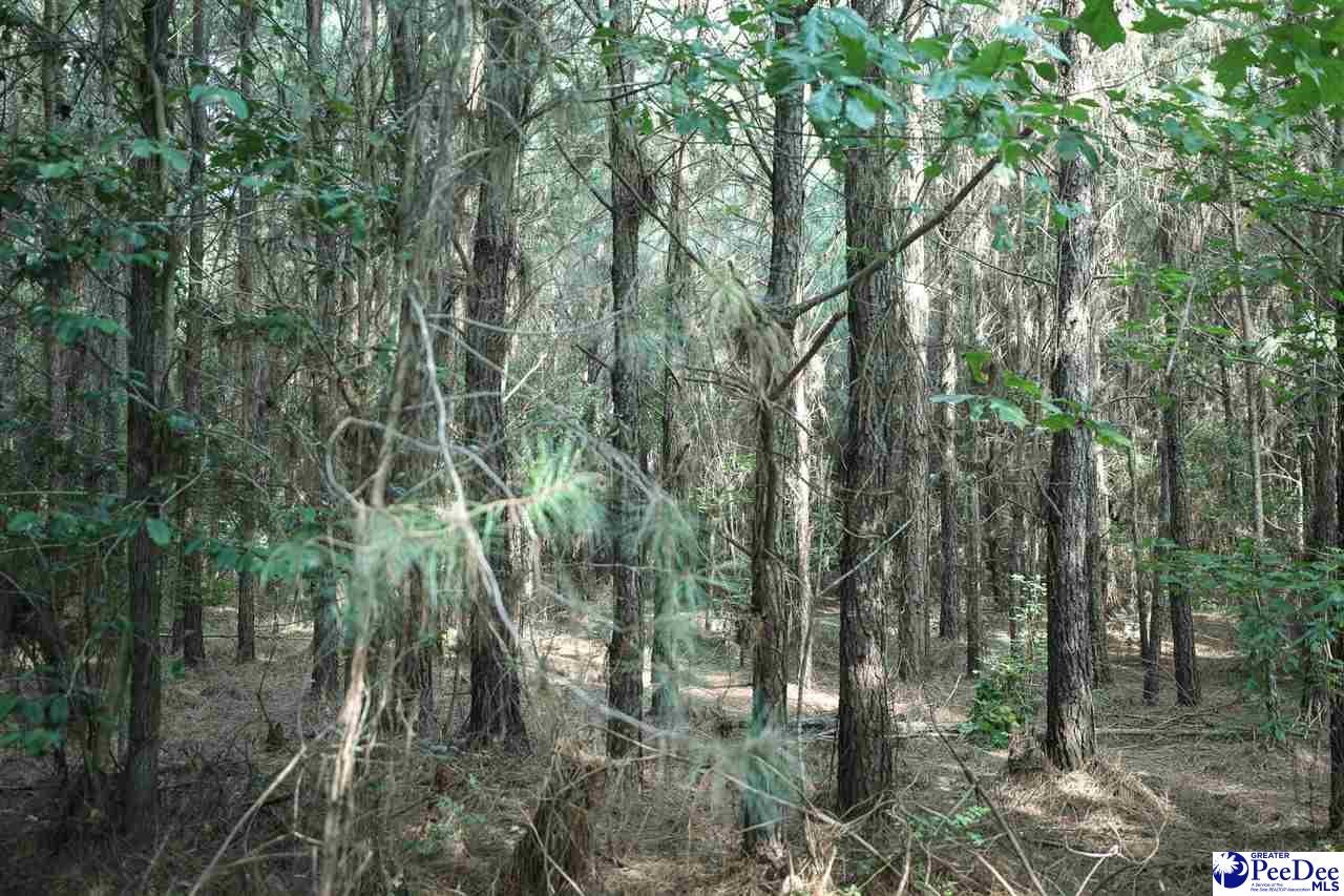 53-acres Old River Road Florence, SC 29505 - Photo 16 of 18 Gallery Image 16
