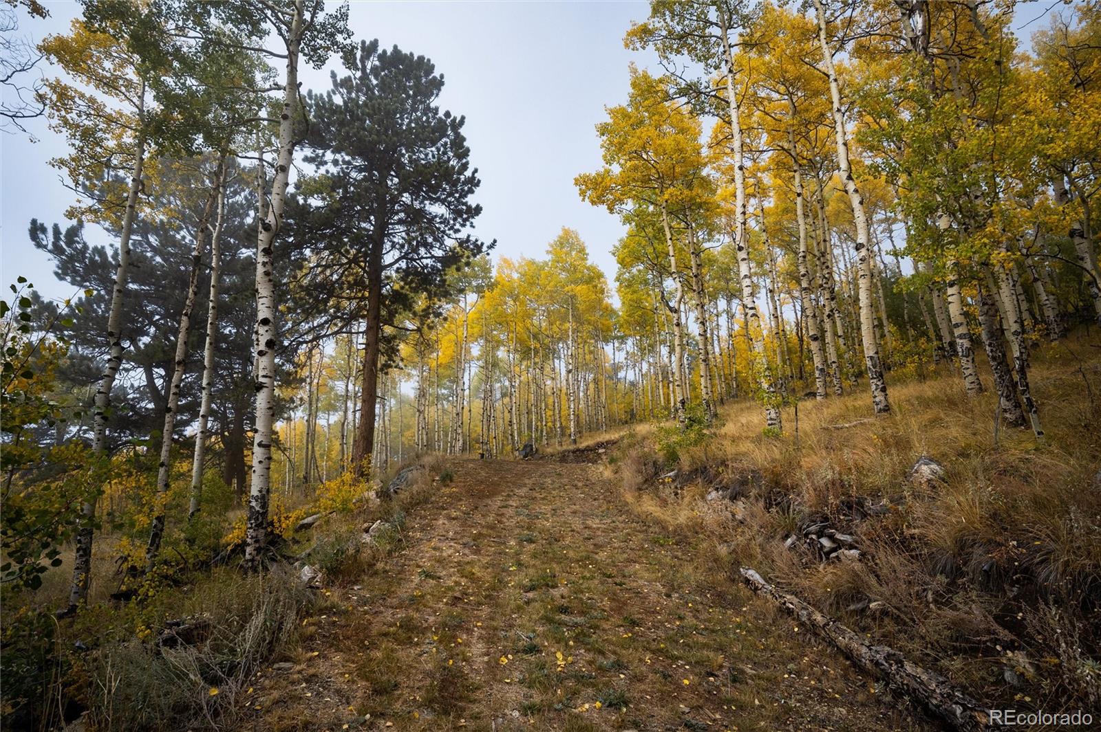 0 Robinson Hill Road Black Hawk, CO 80422 - Photo 21 of 38 a view of yard with trees