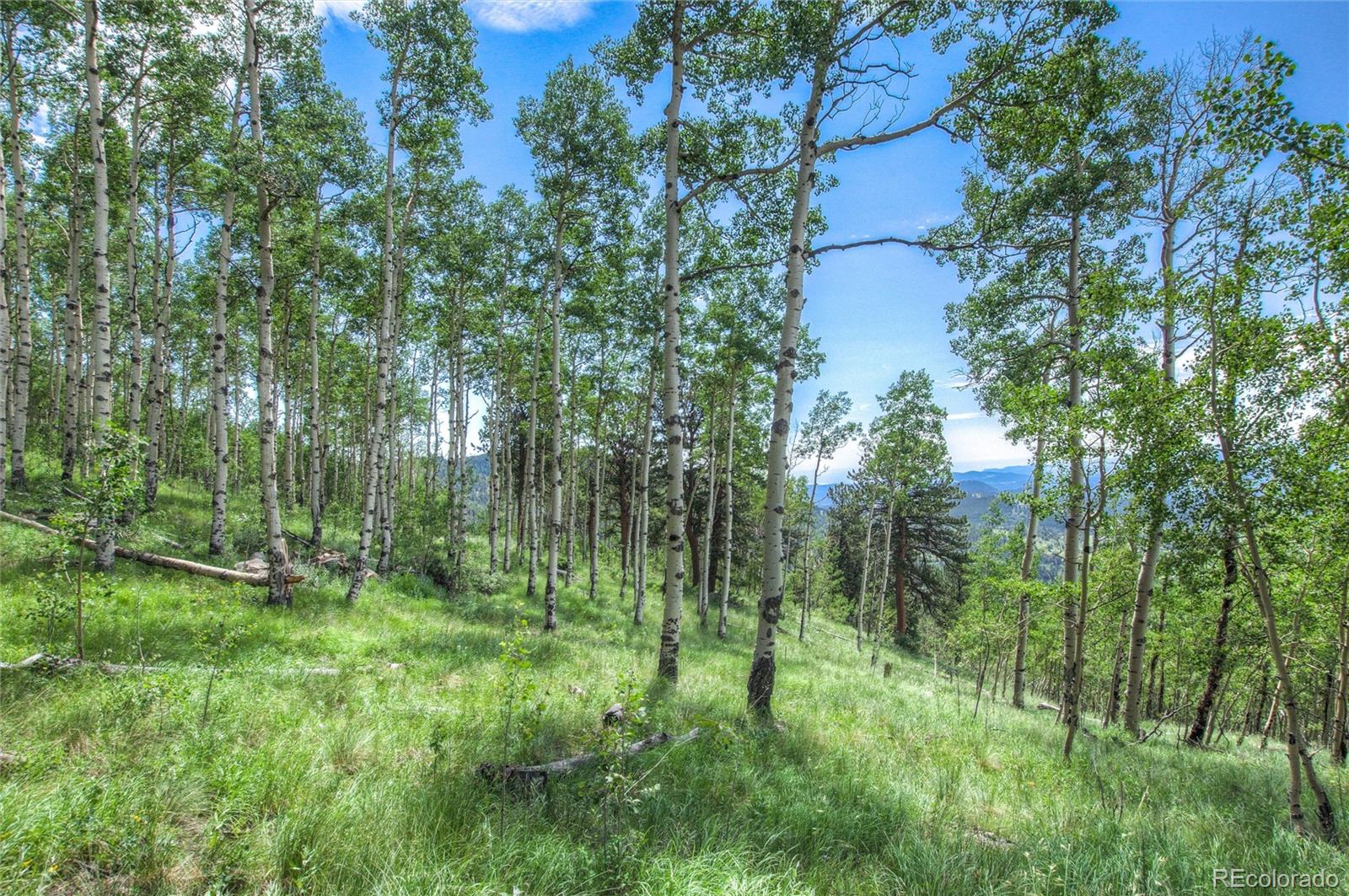 0 Robinson Hill Road Black Hawk, CO 80422 - Photo 7 of 38 a view of forest