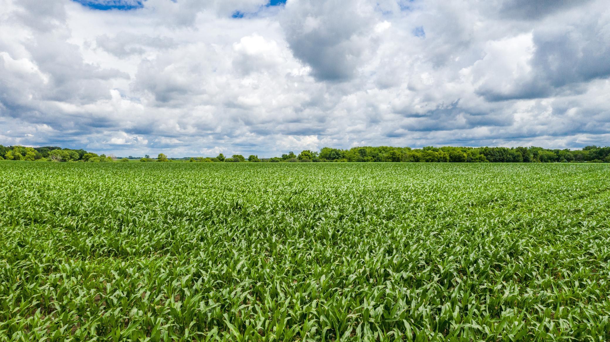 30 State Highway 30 Blooming Prairie, MN 55917 - Photo 4 of 12