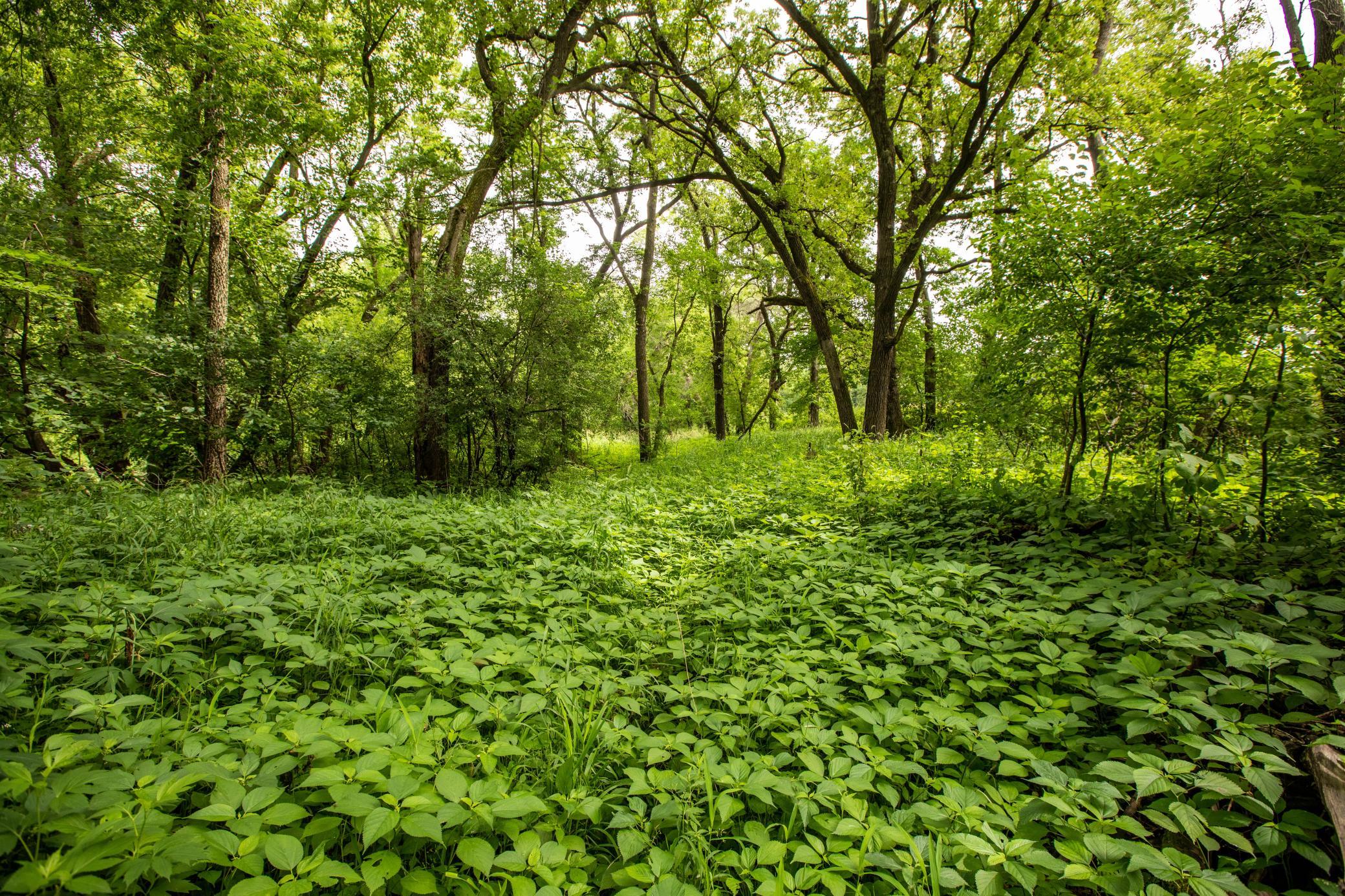 30 State Highway 30 Blooming Prairie, MN 55917 - Photo 8 of 12