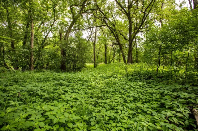 $1,262,360 | 30 Westfield Twp Mn 55917, Blooming Prairie, MN 55917