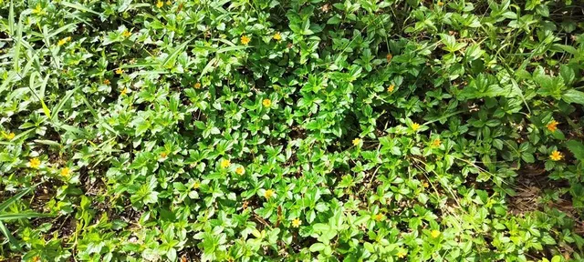 $10,500 | 96 North Sheltering Oaks Drive, Inverness, FL 34453