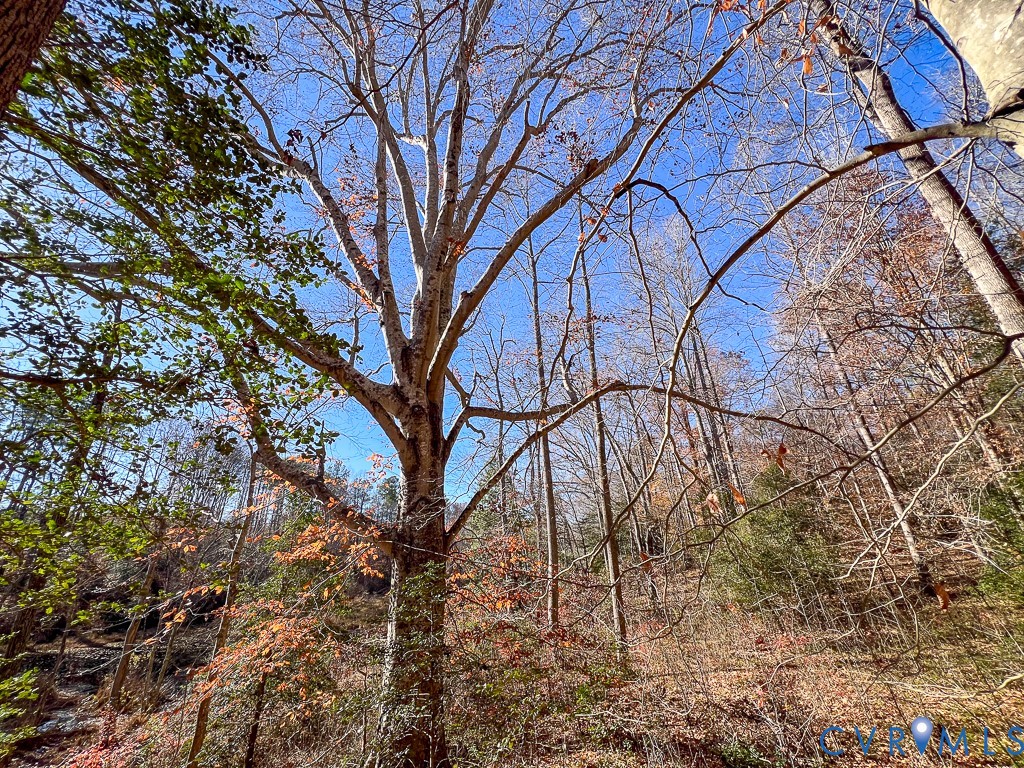 0 Bull Neck Road Tappahannock, VA 22560 - Photo 21 of 49 a backyard of a house with lots of trees