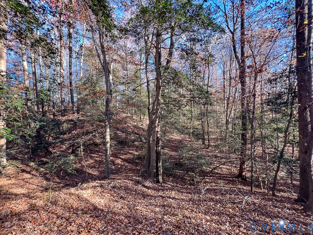 0 Bull Neck Road Tappahannock, VA 22560 - Photo 33 of 49 a large tree with lots of plants and trees