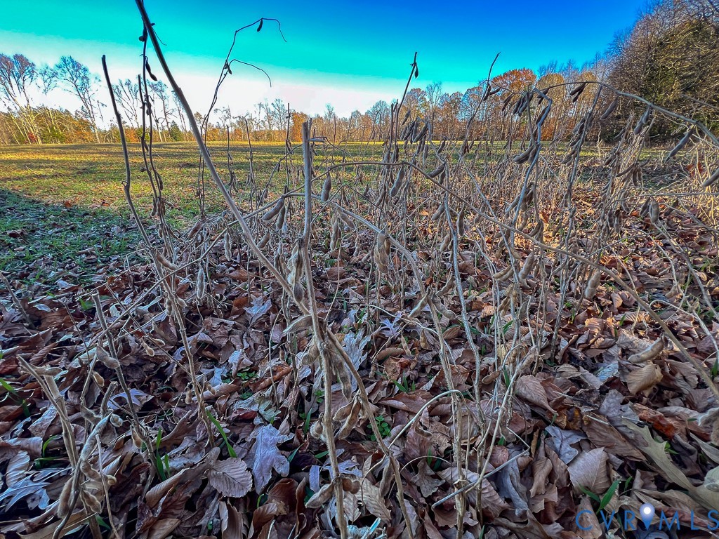0 Bull Neck Road Tappahannock, VA 22560 - Photo 35 of 49 a view of a garden