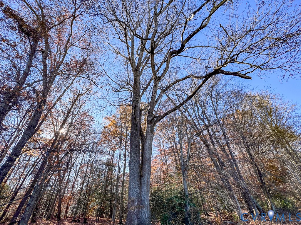0 Bull Neck Road Tappahannock, VA 22560 - Photo 36 of 49 a view of trees and covered with snow