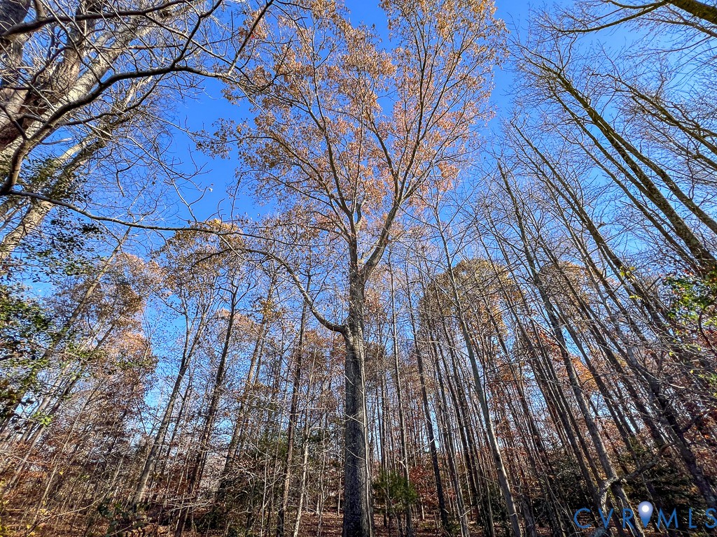 0 Bull Neck Road Tappahannock, VA 22560 - Photo 41 of 49 a view of a yard