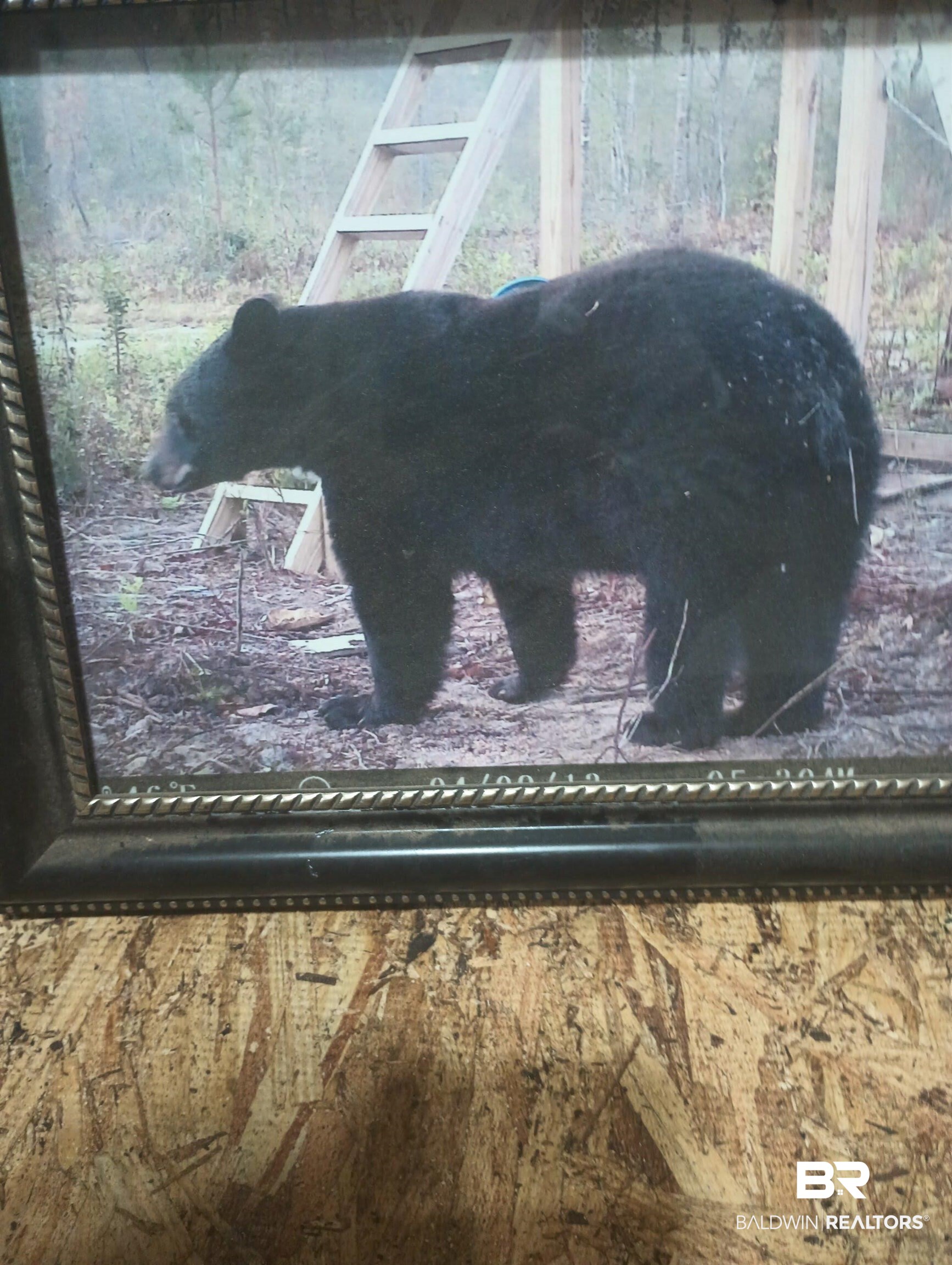 0 County Road 11 Wing, AL 36483 - Photo 7 of 37