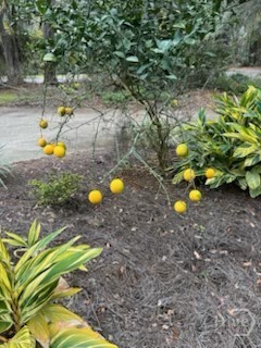 1 Boars Nest Lane Savannah, GA 31411 - Photo 35 of 36