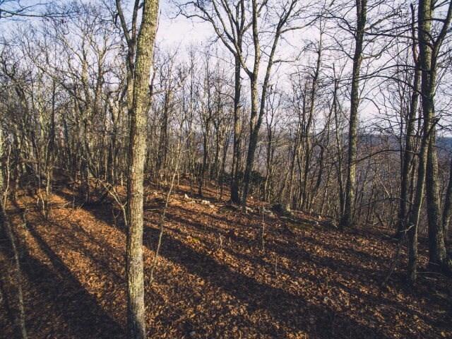 0 Wolf Creek Highway Narrows, VA 24124 - Photo 1 of 6 a view of forest