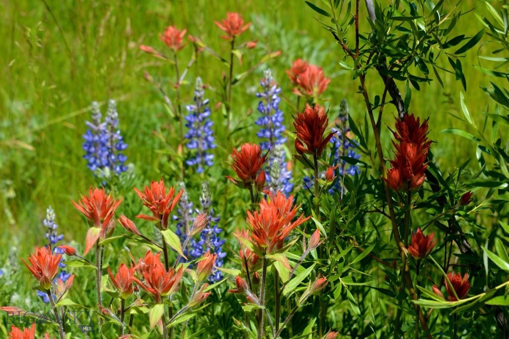 3414 Divide Creek Road Divide, MT 59727 - Photo 50 of 61 Gallery Image 50