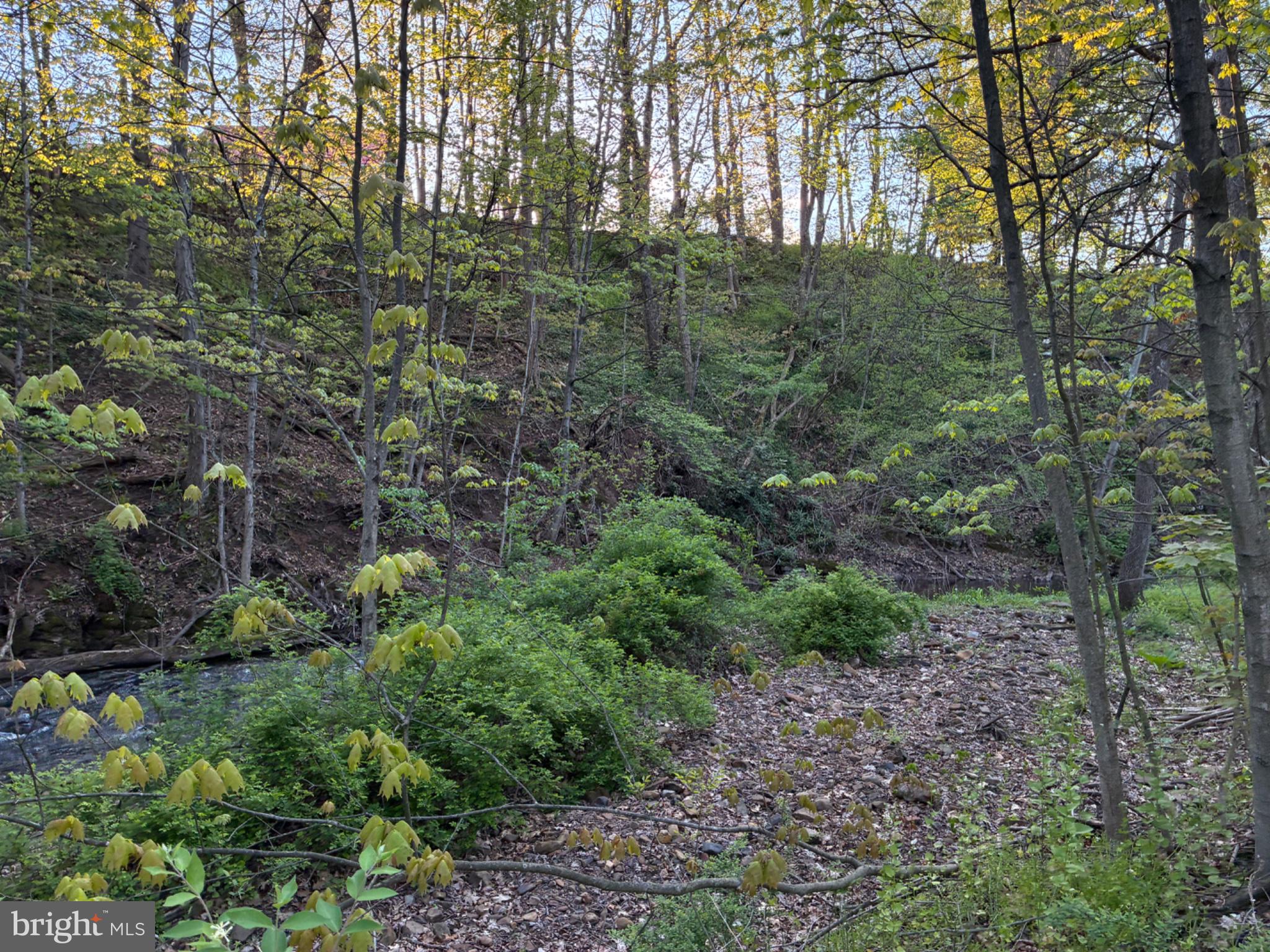 201 Hoover Road Robertsdale, PA 16674 - Photo 52 of 55 a view of a lush green forest