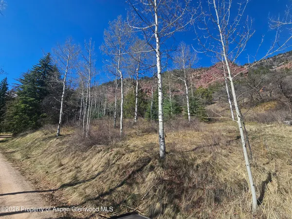 a view of a forest filled with trees