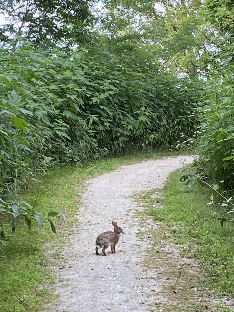 1347 Wild Indigo Road Grayslake, IL 60030 - Photo 43 of 49