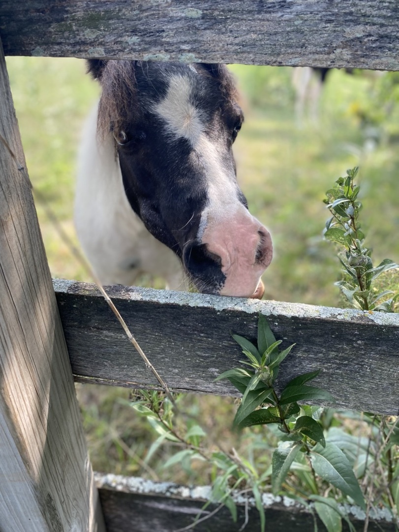 1347 Wild Indigo Road Grayslake, IL 60030 - Photo 44 of 49