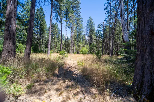 a view of a wooden bridge
