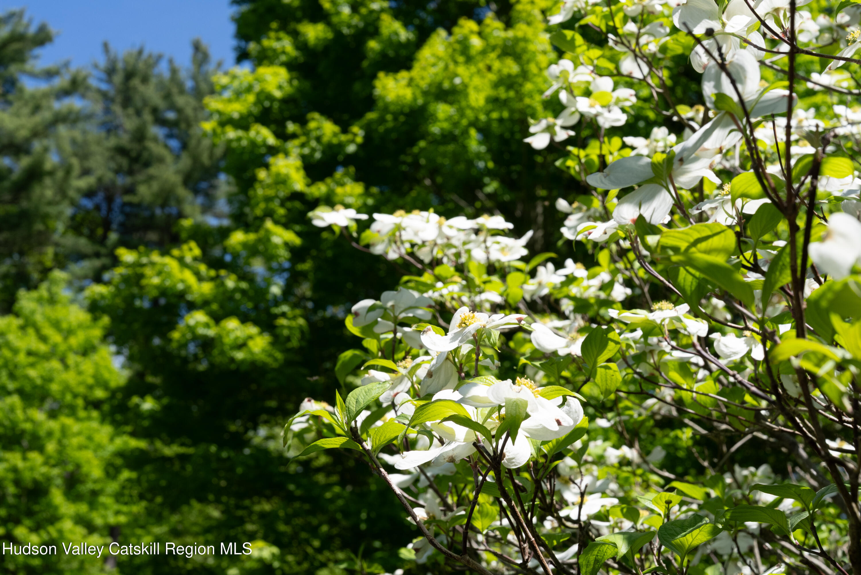 214 Doman Road Freehold, NY 12431 - Photo 37 of 54 98-print-214-doman-rd