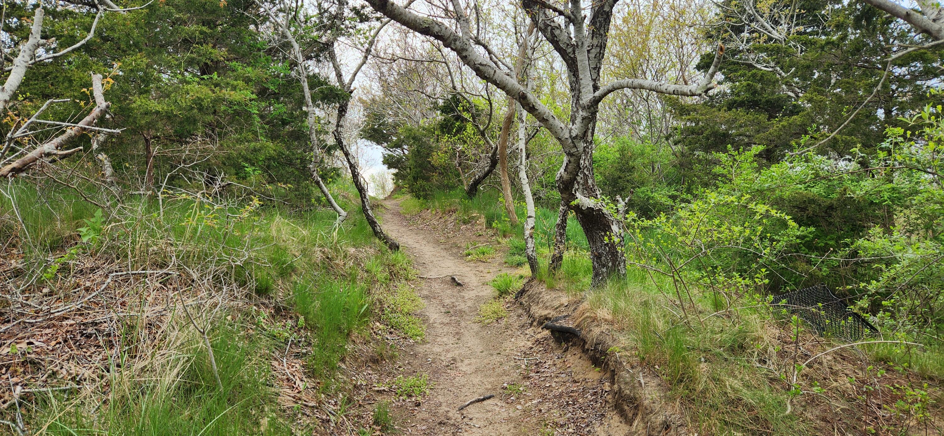 85 Boreen Road Eastham, MA 02642 - Photo 57 of 73 beach path boreen