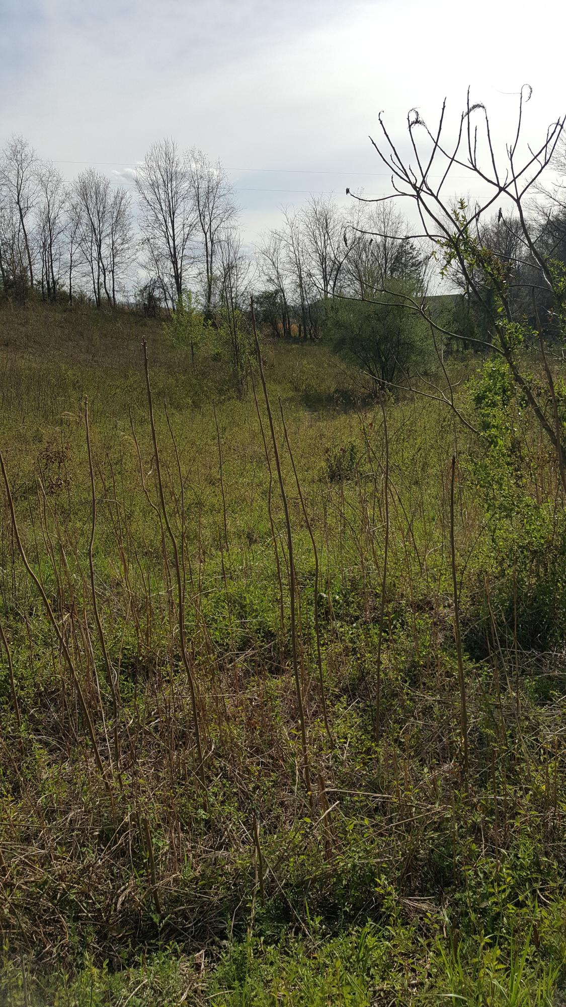 Sand Plant Road Sevierville, TN 37876 - Photo 3 of 12 2-Sand