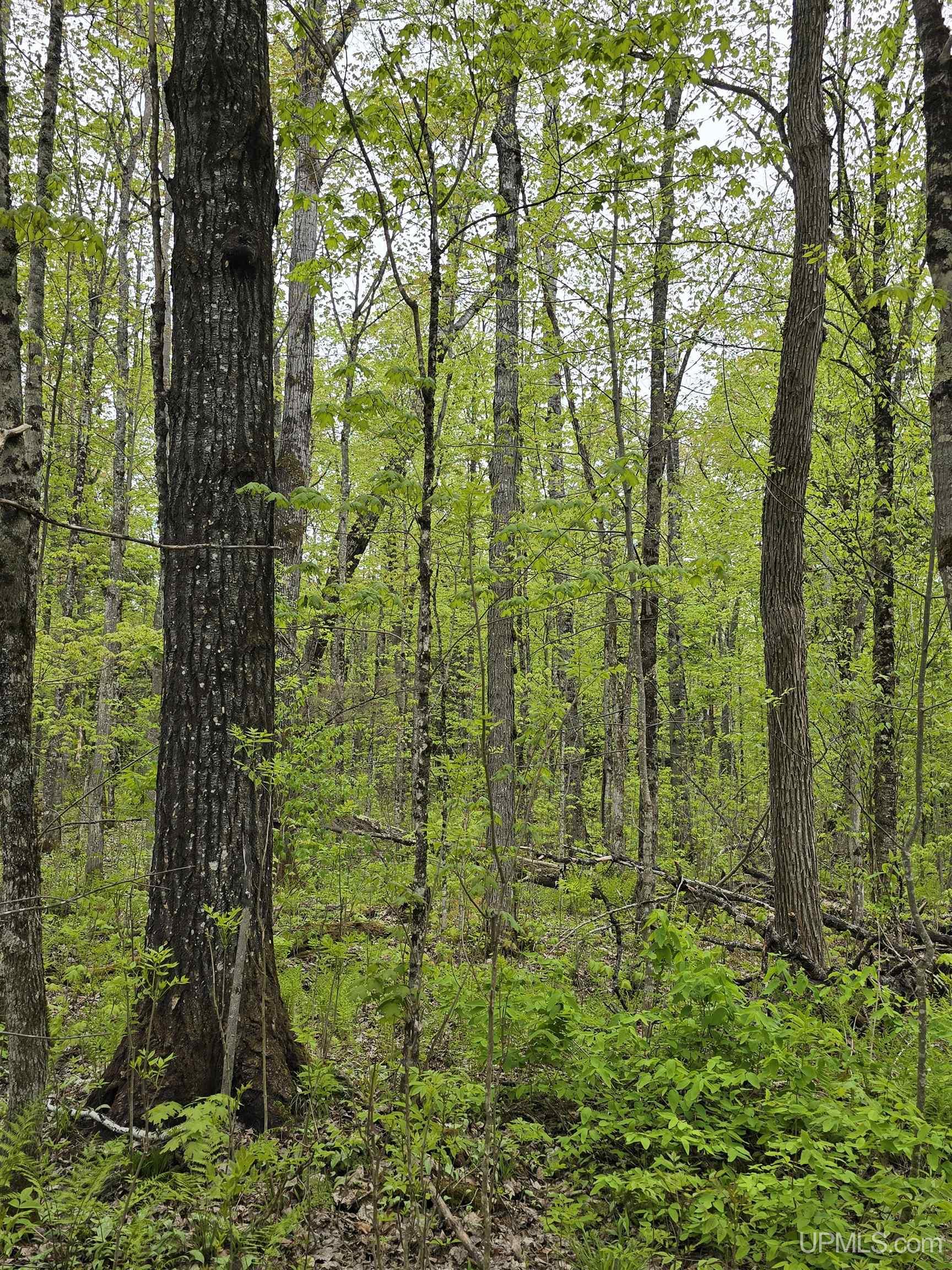 Lot 37 Yellow Road Pelkie, MI 49958 - Photo 6 of 34
