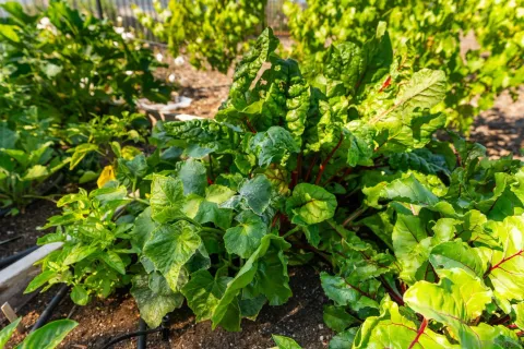 $4,150,000 | 18264 Avenida Manantial, Rancho Santa Fe, CA 92067