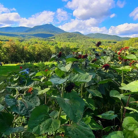 $495,000 | 3326 Mud City Loop, Morristown, VT 05661