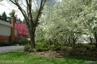 Beautiful flowering trees in Spring