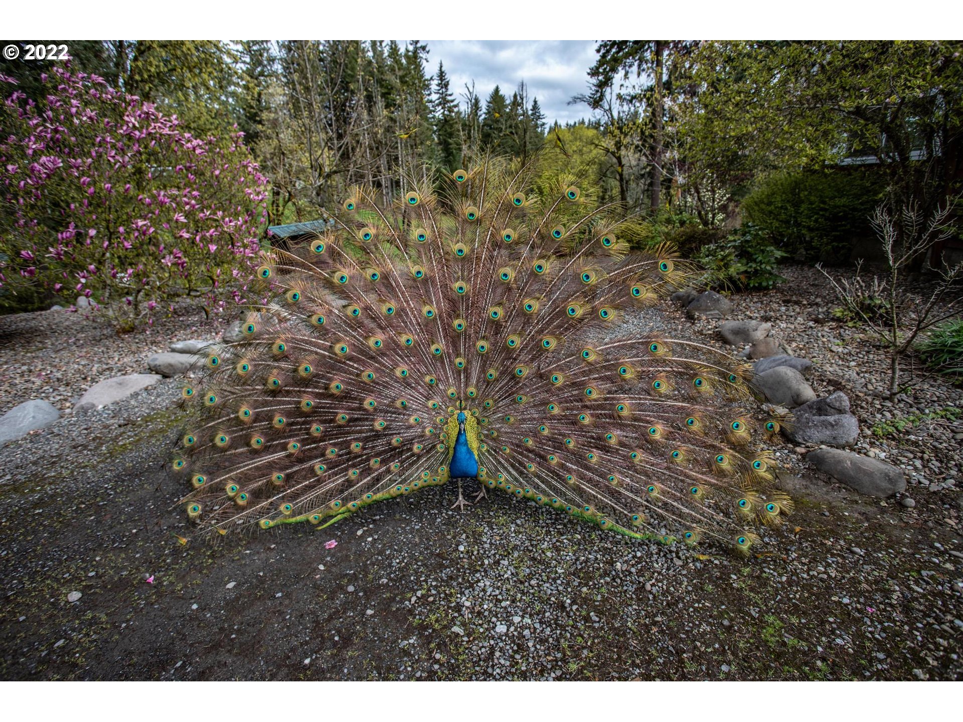 22440 South Springwater Road Estacada, OR 97023 - Photo 11 of 32